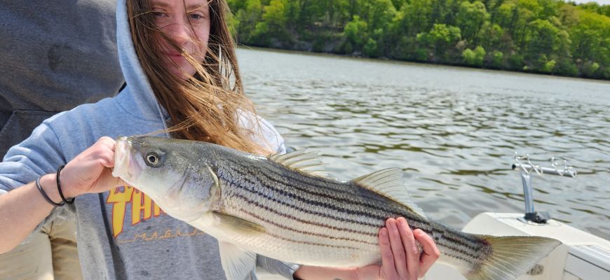 Young girl proudly holding a striped bass she caught on the Hudson River under striped bass regulations.